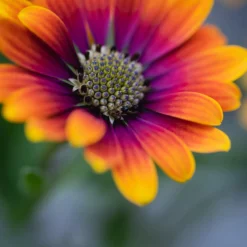 Osteospermum purple sun - Sonnenblüten den ganzen Sommer