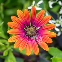 Osteospermum purple sun - Sonnenblüten den ganzen Sommer