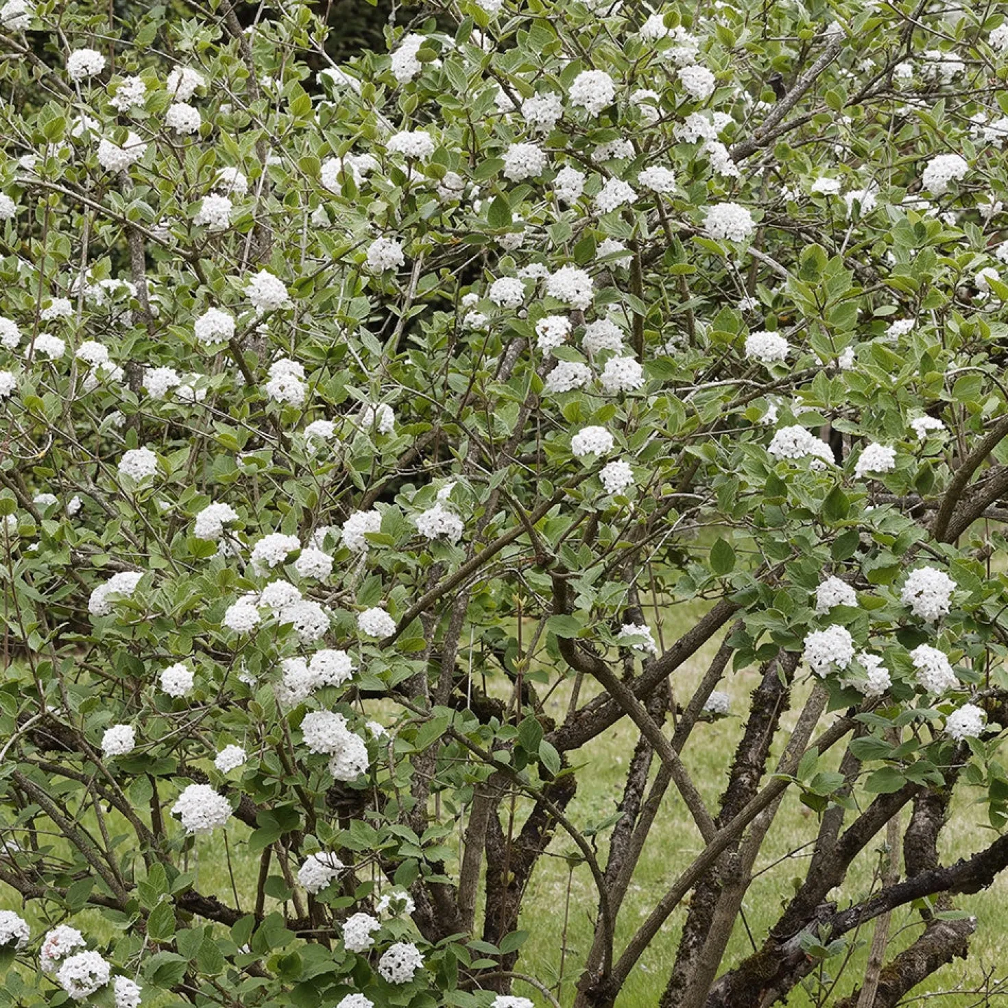 Oster-Schneeball - Duft-Highlight im Frühling