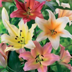 OT-Lilien Mischung (x4) - Riesenblüten voller Duft