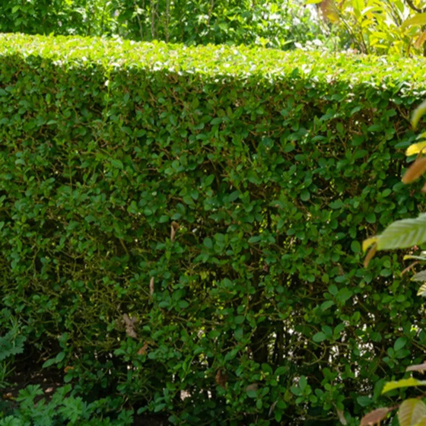 Ovalblättrige Liguster - Blickdicht in einer Saison