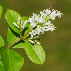 Ovalblättrige Liguster - Blickdicht in einer Saison