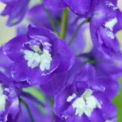 Pacific-Rittersporn 'King Arthur' - Blaue Blütensäulen im Beet