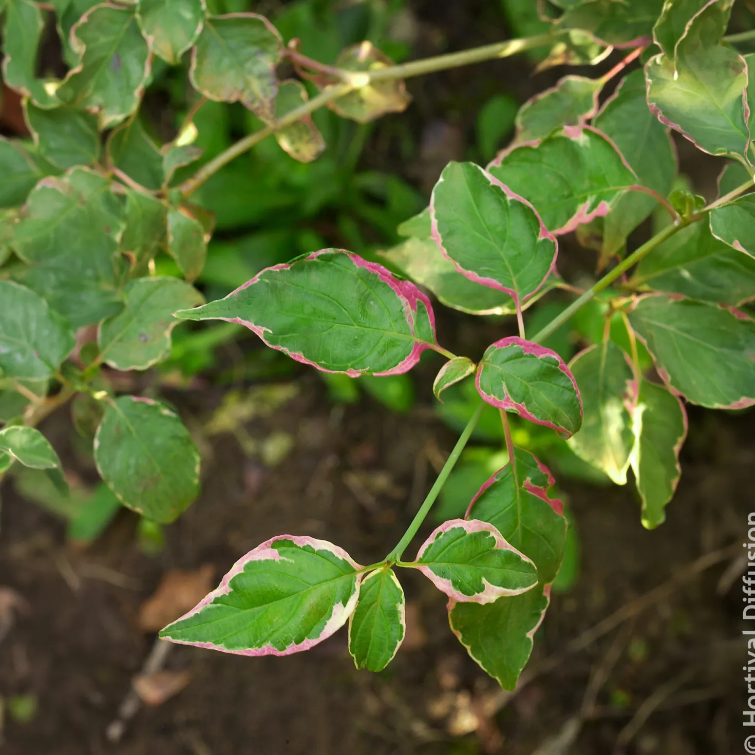 Pagoden-Hartriegel Pinky Spot - Etagen-Look für Ihren Garten