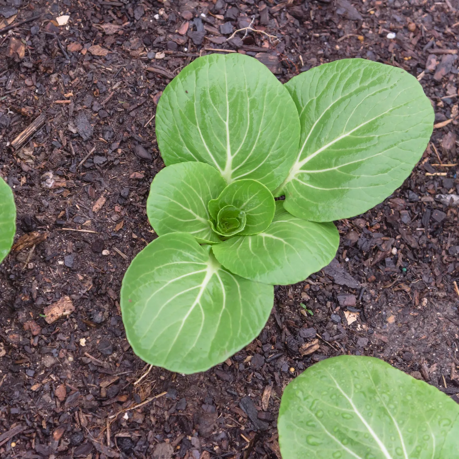 Pak Choi ‘Green Fortune’ F1 - Ernte in nur 6 Wochen