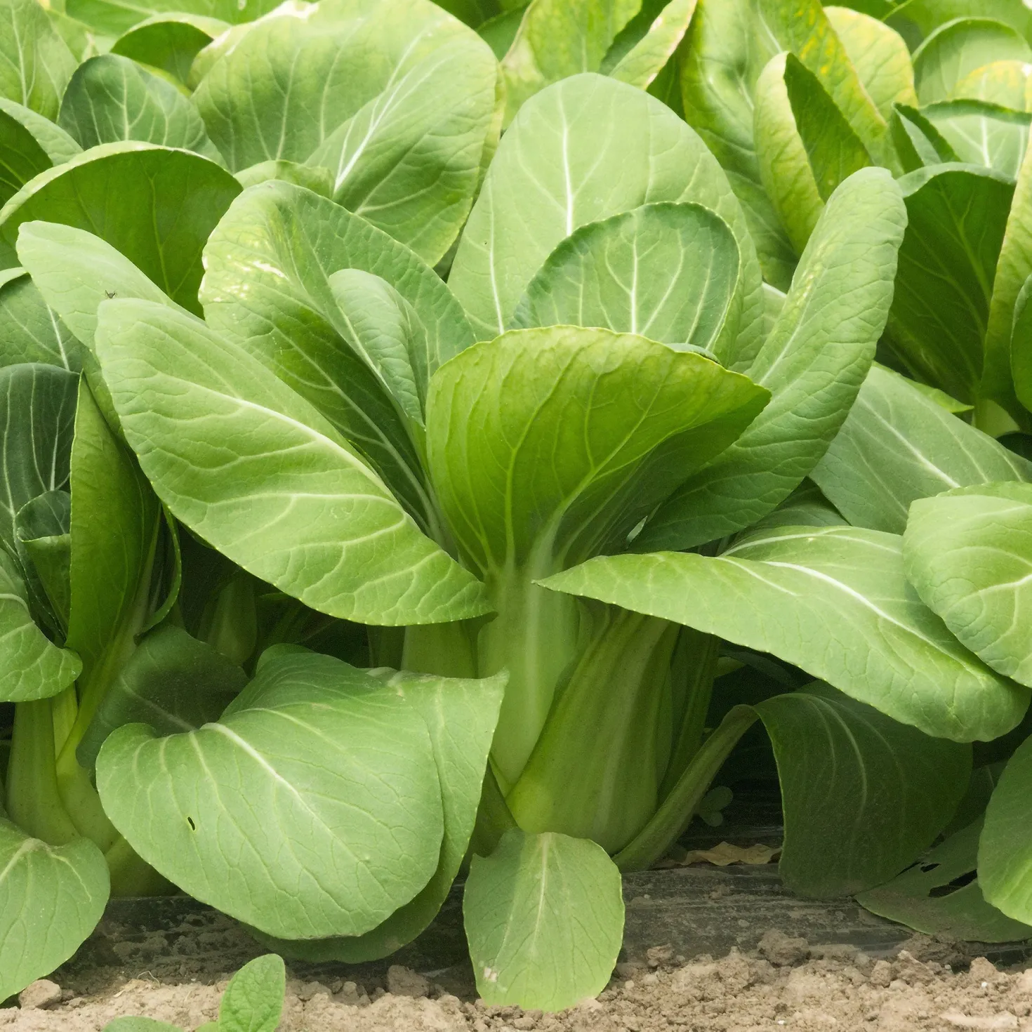 Pak Choi ‘Green Fortune’ F1 - Ernte in nur 6 Wochen