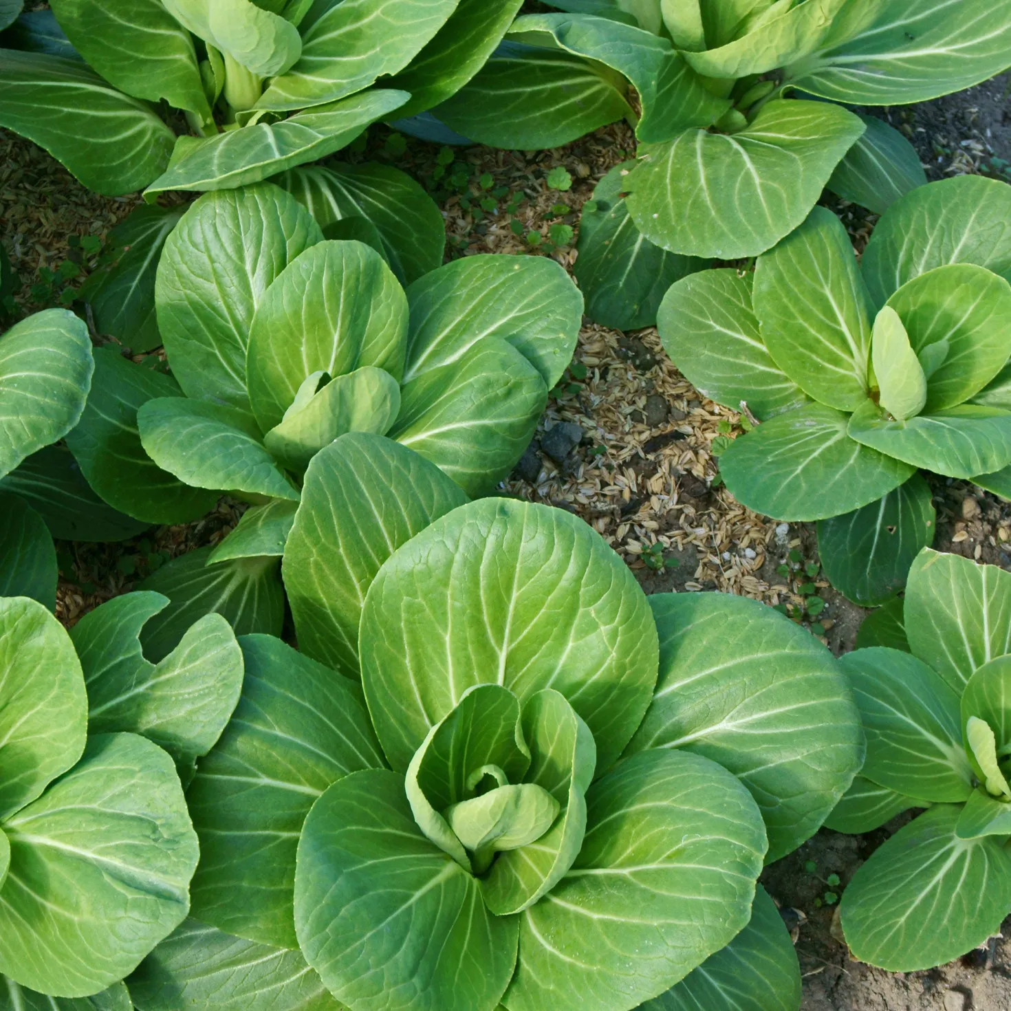 Pak Choi ‘Green Fortune’ F1 - Ernte in nur 6 Wochen