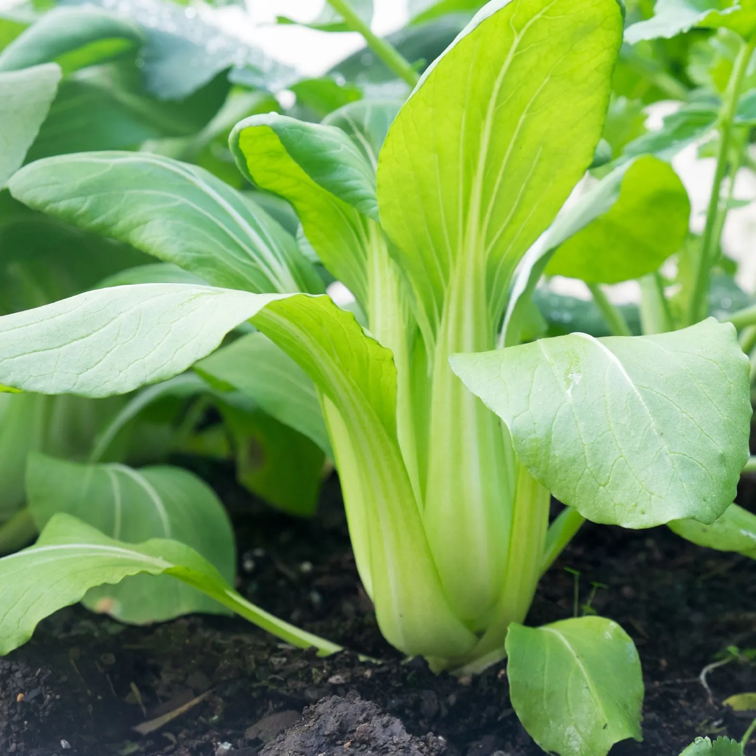 Pak Choi ‘Green Fortune’ F1 - Ernte in nur 6 Wochen
