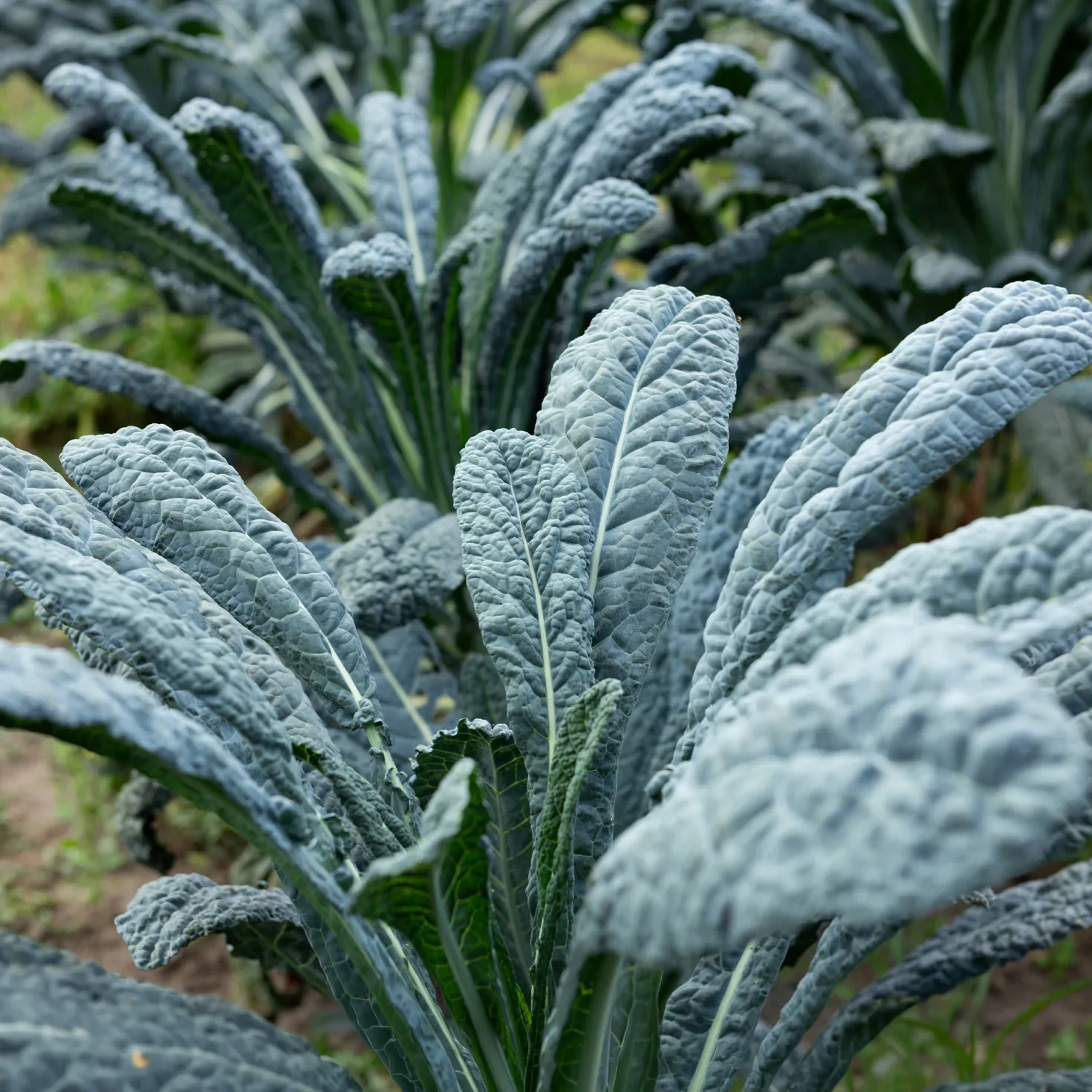 Palmkohl ‘Nero di Toscana’ Bio - Ernte bis in den Winter