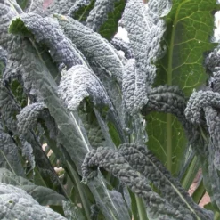 Palmkohl ‘Nero di Toscana’ Bio - Ernte bis in den Winter