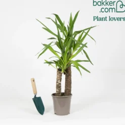 Palmlilie - Grüne Ruhe für jeden Raum