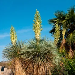 Palmlilie ‘Yucca rostrata’ - Wüstenflair, winterhart