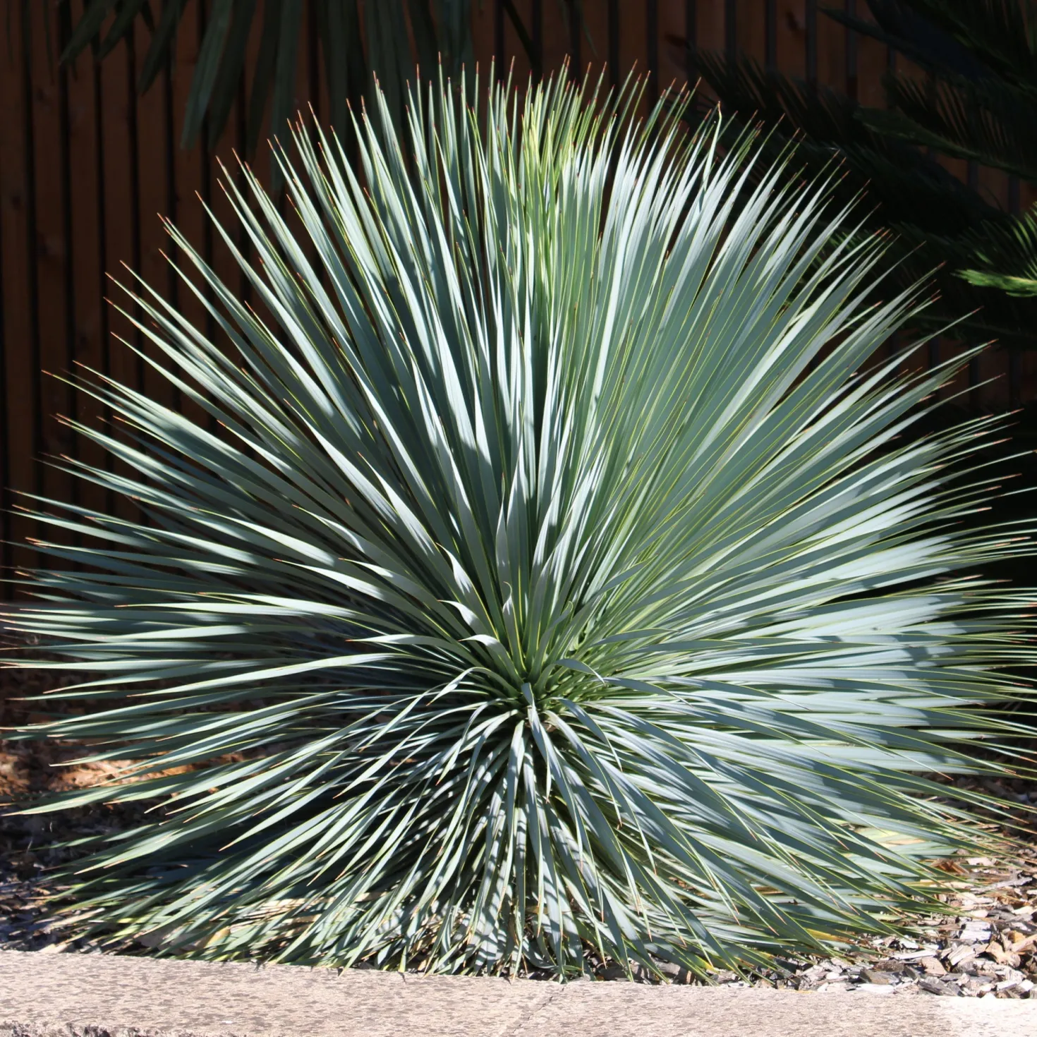 Palmlilie ‘Yucca rostrata’ - Wüstenflair, winterhart