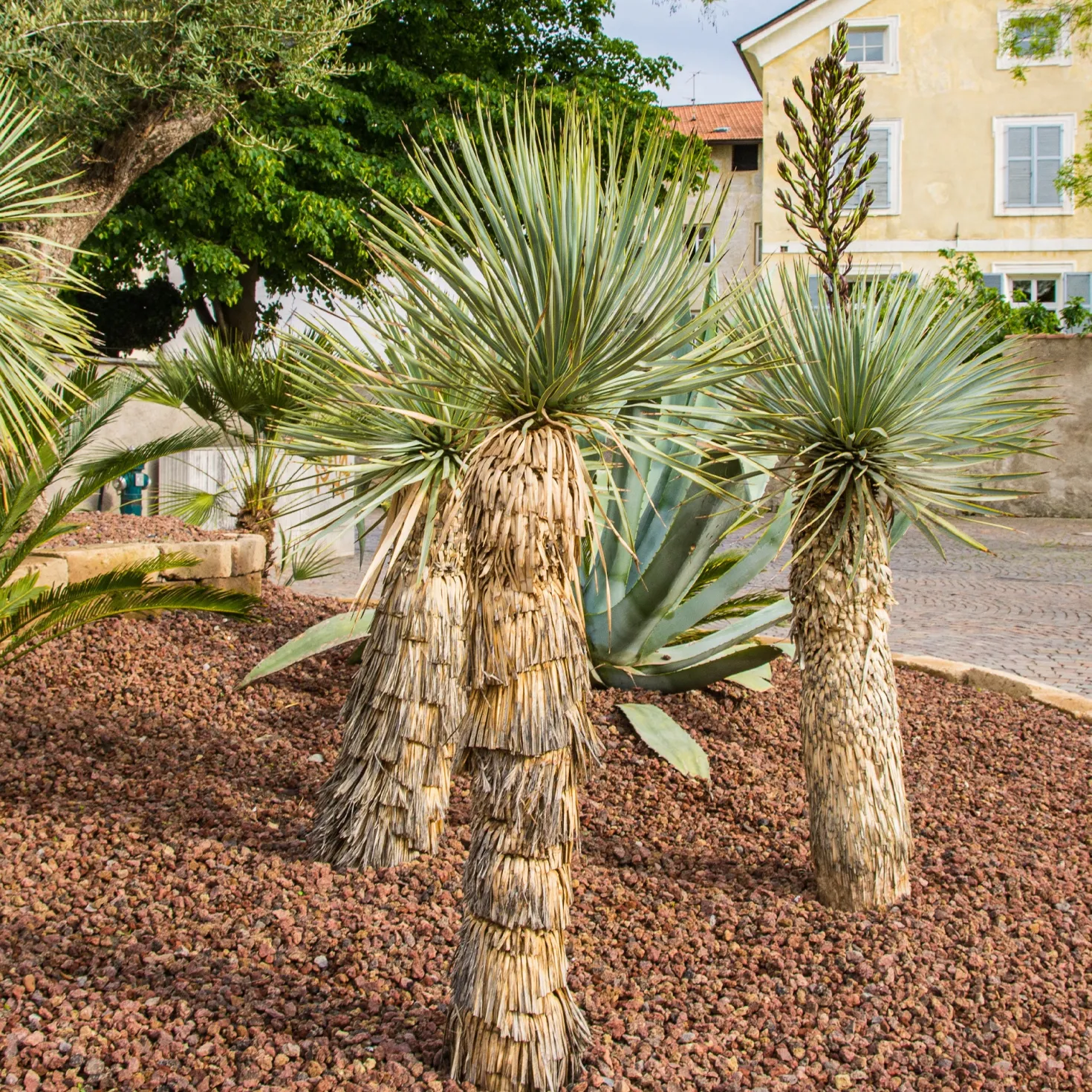 Palmlilie ‘Yucca rostrata’ - Wüstenflair, winterhart