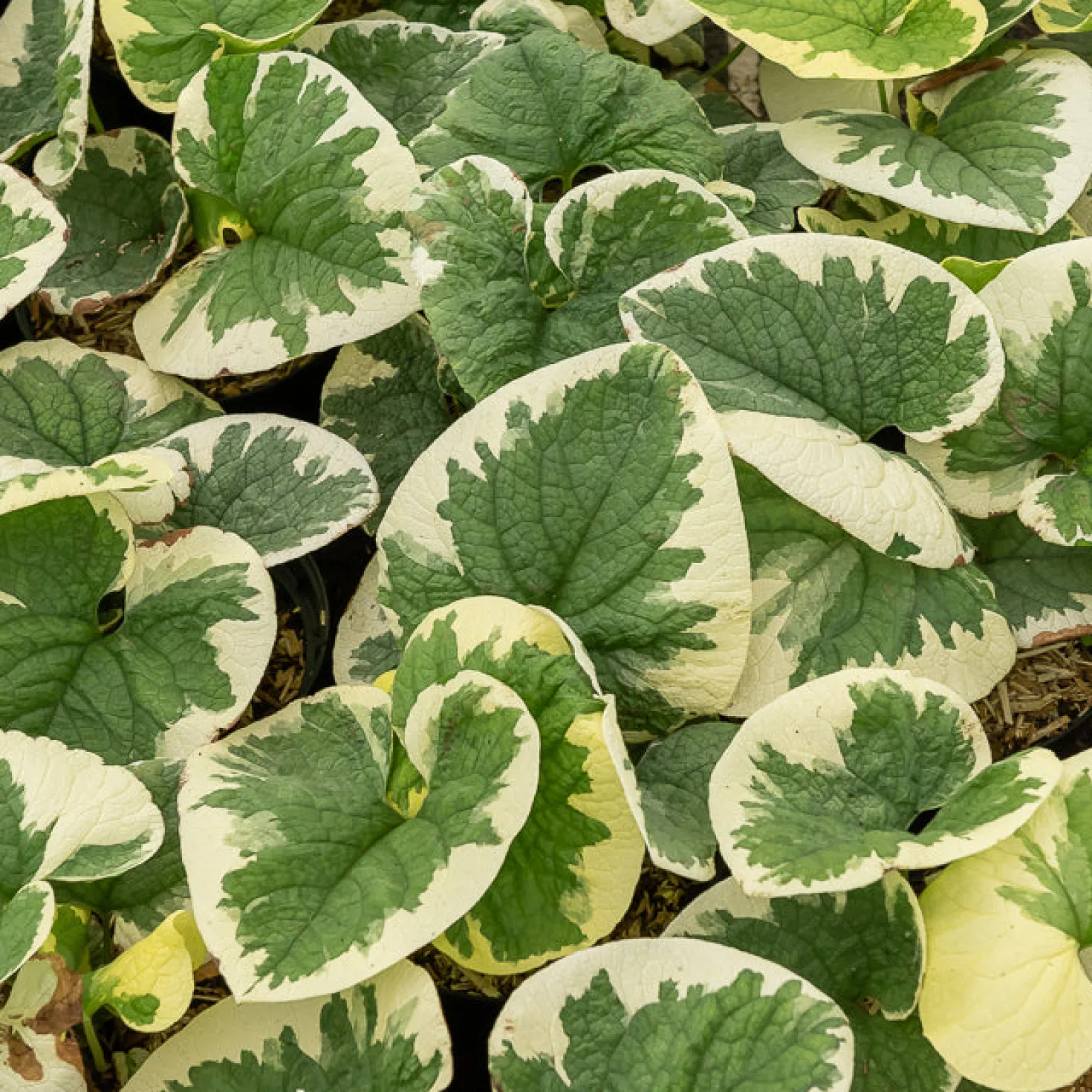 Panaschiertes Kaukasus-Vergissmeinnicht - Helle Blätter im Schatten