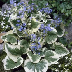 Panaschiertes Kaukasus-Vergissmeinnicht - Helle Blätter im Schatten