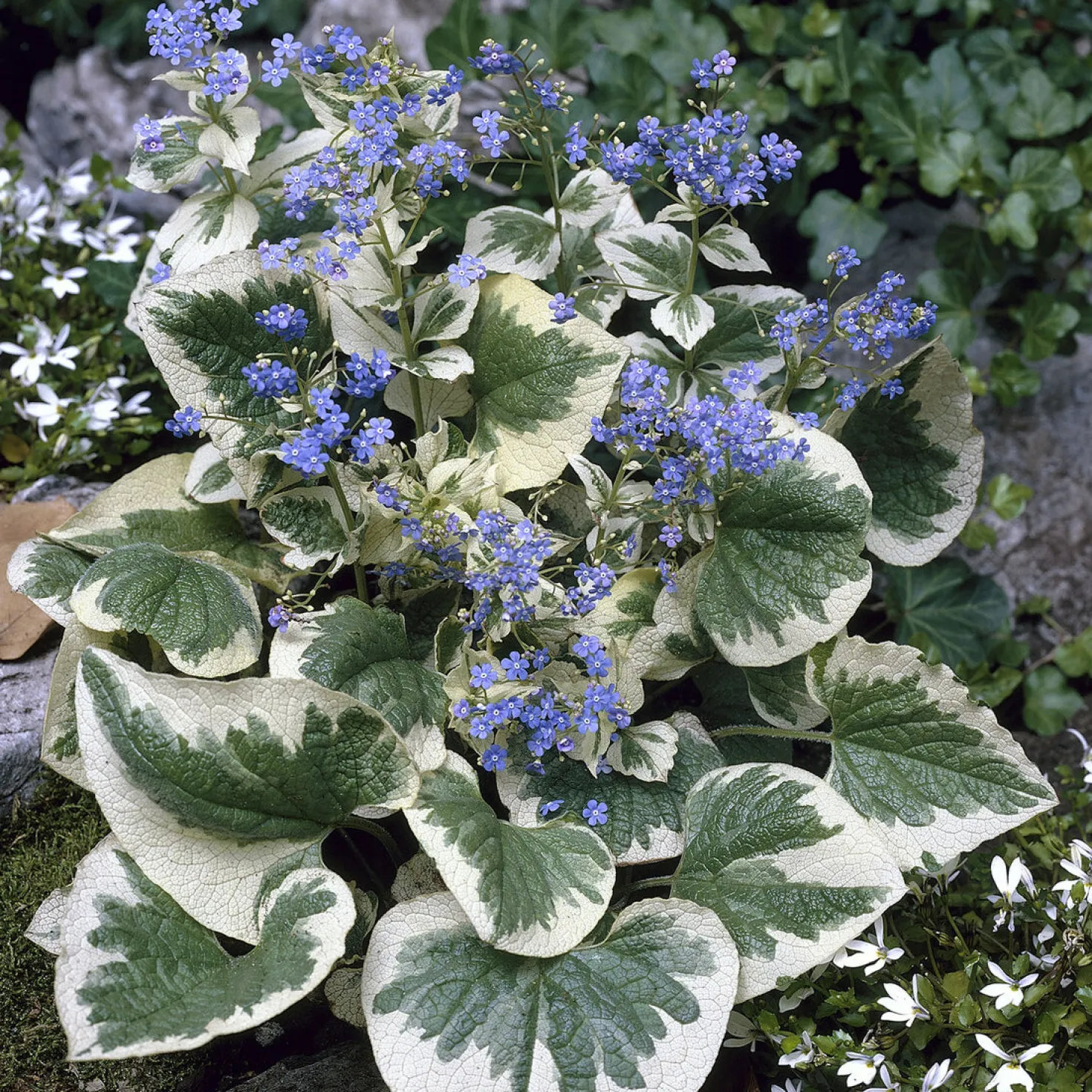 Panaschiertes Kaukasus-Vergissmeinnicht - Helle Blätter im Schatten