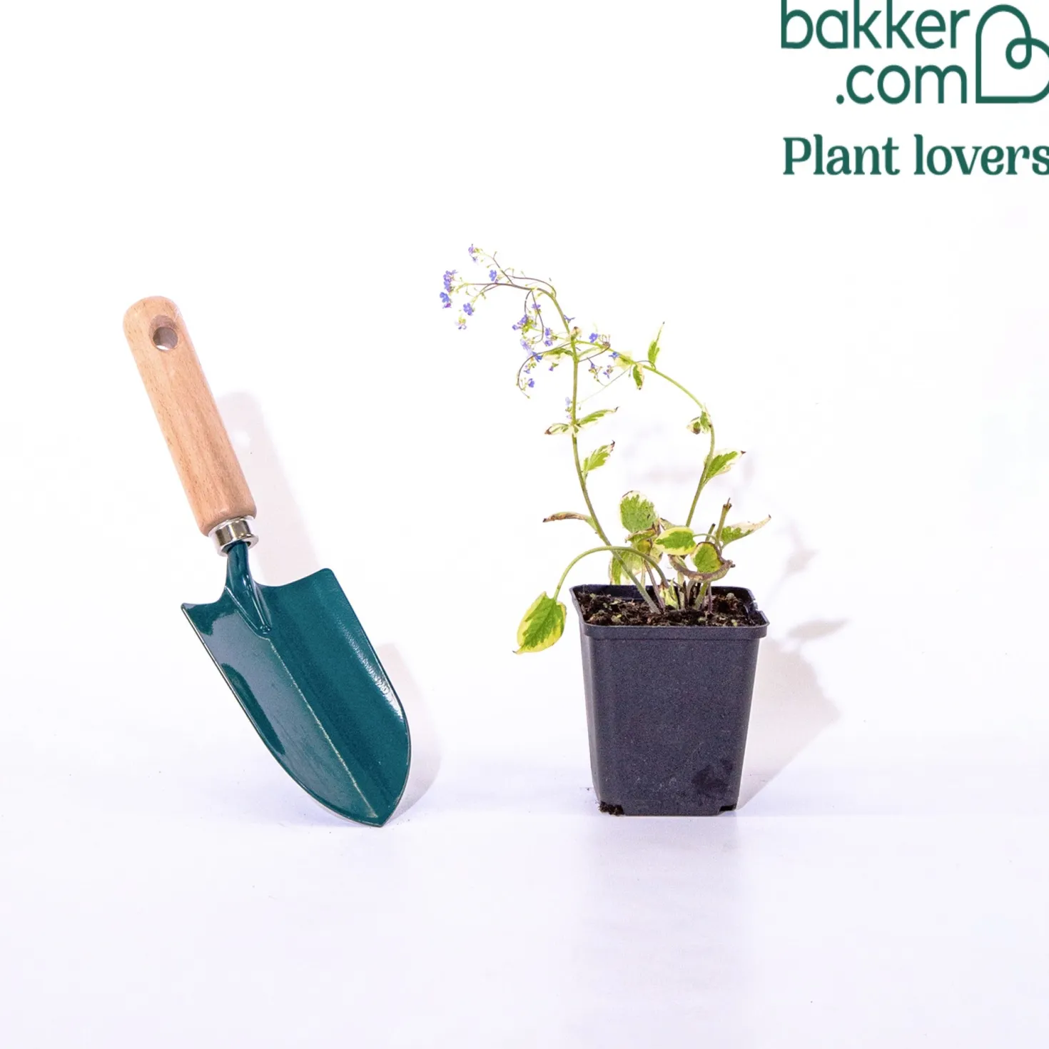 Panaschiertes Kaukasus-Vergissmeinnicht - Helle Blätter im Schatten