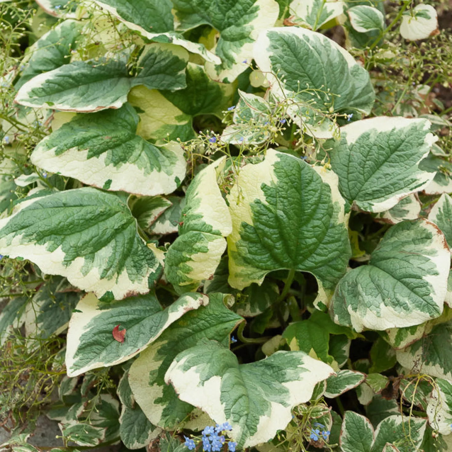 Panaschiertes Kaukasus-Vergissmeinnicht - Helle Blätter im Schatten