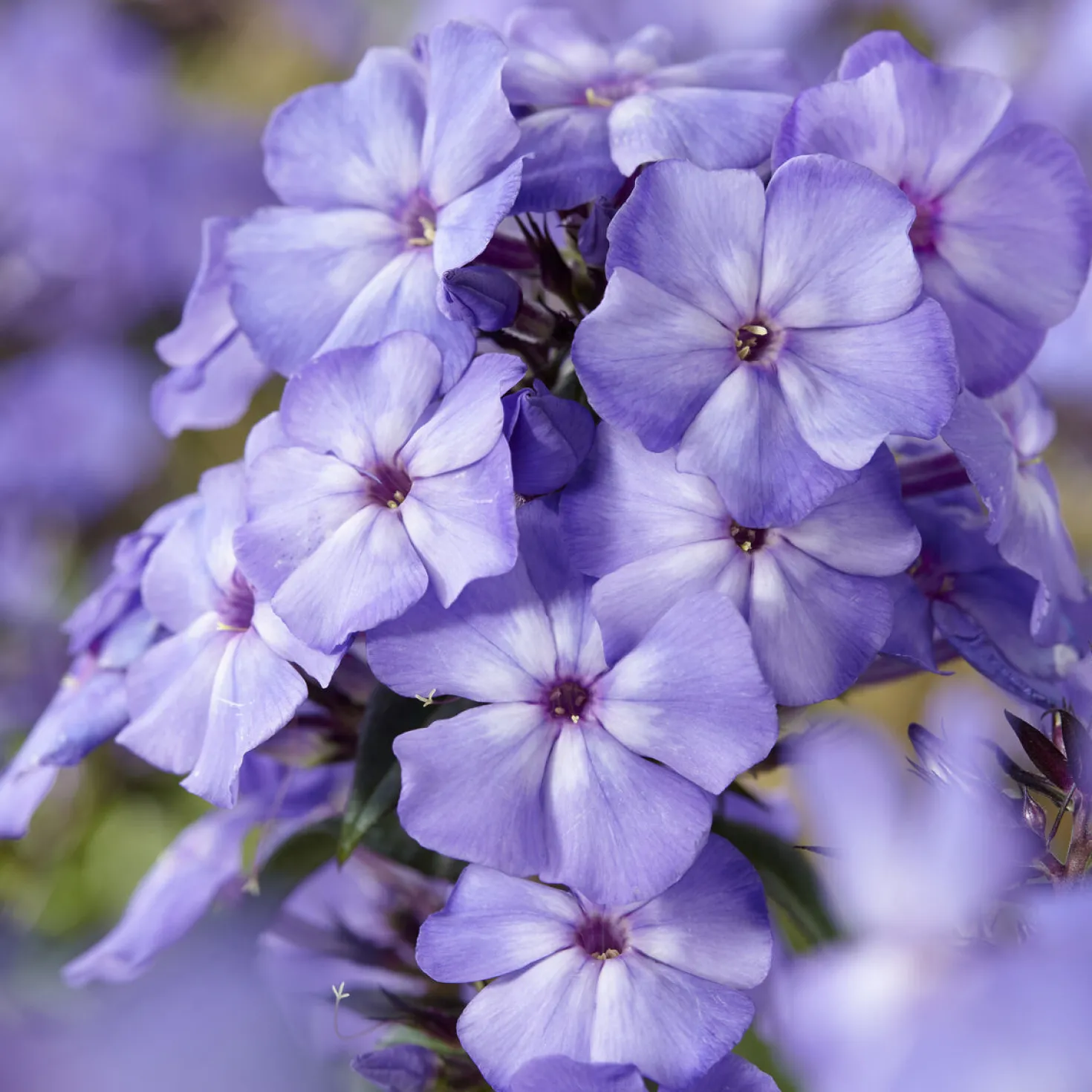 Paniculierter Phlox Blue Paradise - Blau, das den Abend liebt