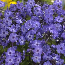 Paniculierter Phlox Blue Paradise - Blau, das den Abend liebt