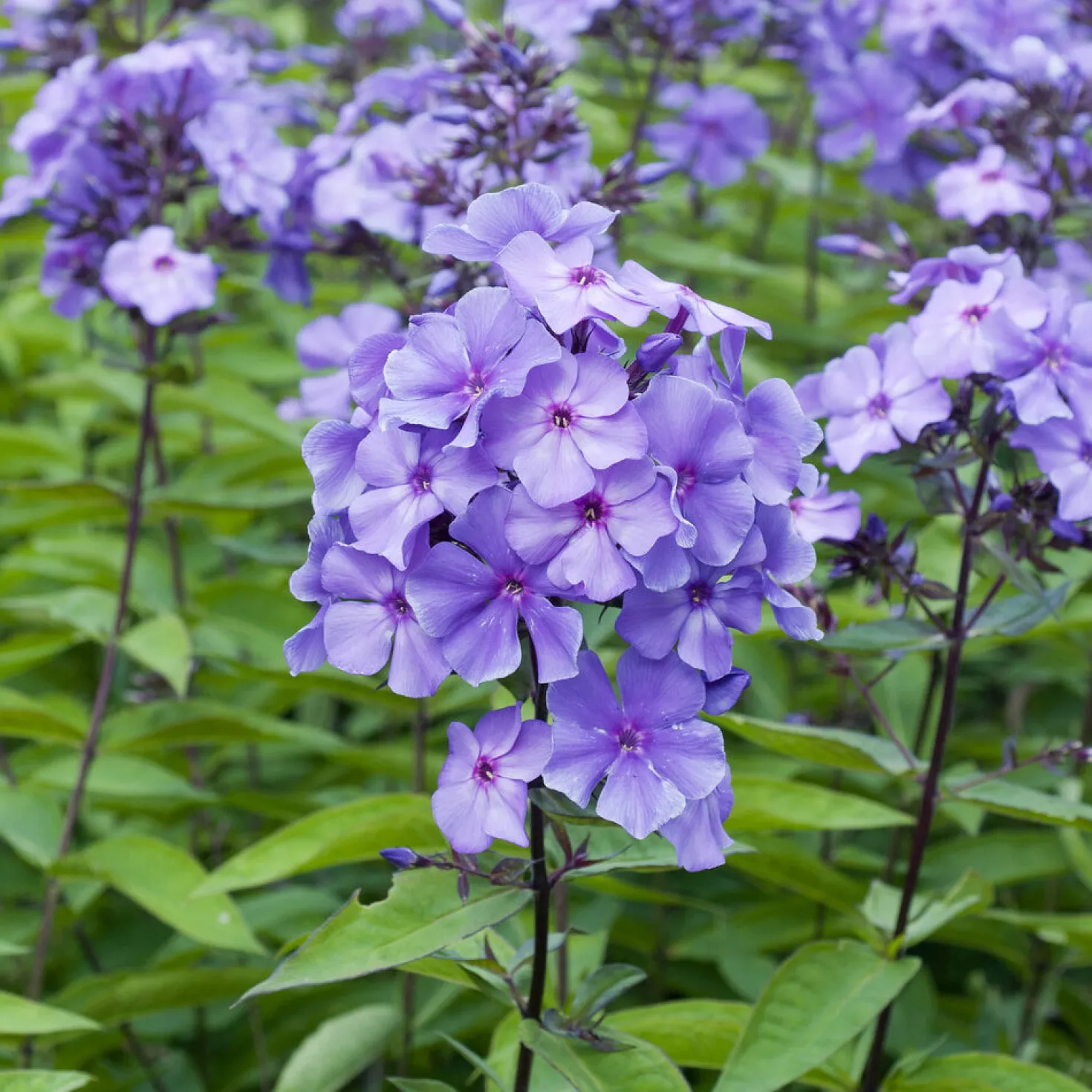 Paniculierter Phlox Blue Paradise - Blau, das den Abend liebt