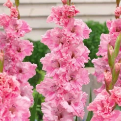 Papageien-Gladiolen ‘Katherina’ (x10) - Riesenblüten für den Sommer