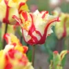 Papageien-Tulpe Flaming Parrot - Flammen im Frühlingsbeet