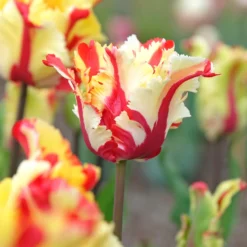 Papageien-Tulpe Flaming Parrot - Flammen im Frühlingsbeet