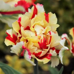 Papageien-Tulpe Flaming Parrot - Flammen im Frühlingsbeet