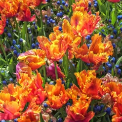 7 Papageientulpen Amazing Parrot - Exotische Blüten im Garten