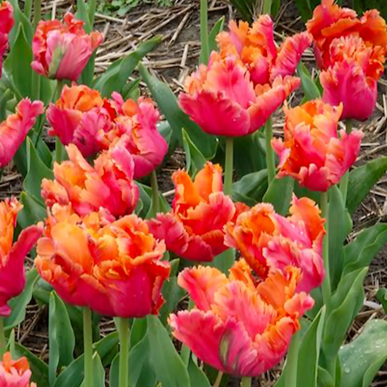 7 Papageientulpen Amazing Parrot - Exotische Blüten im Garten