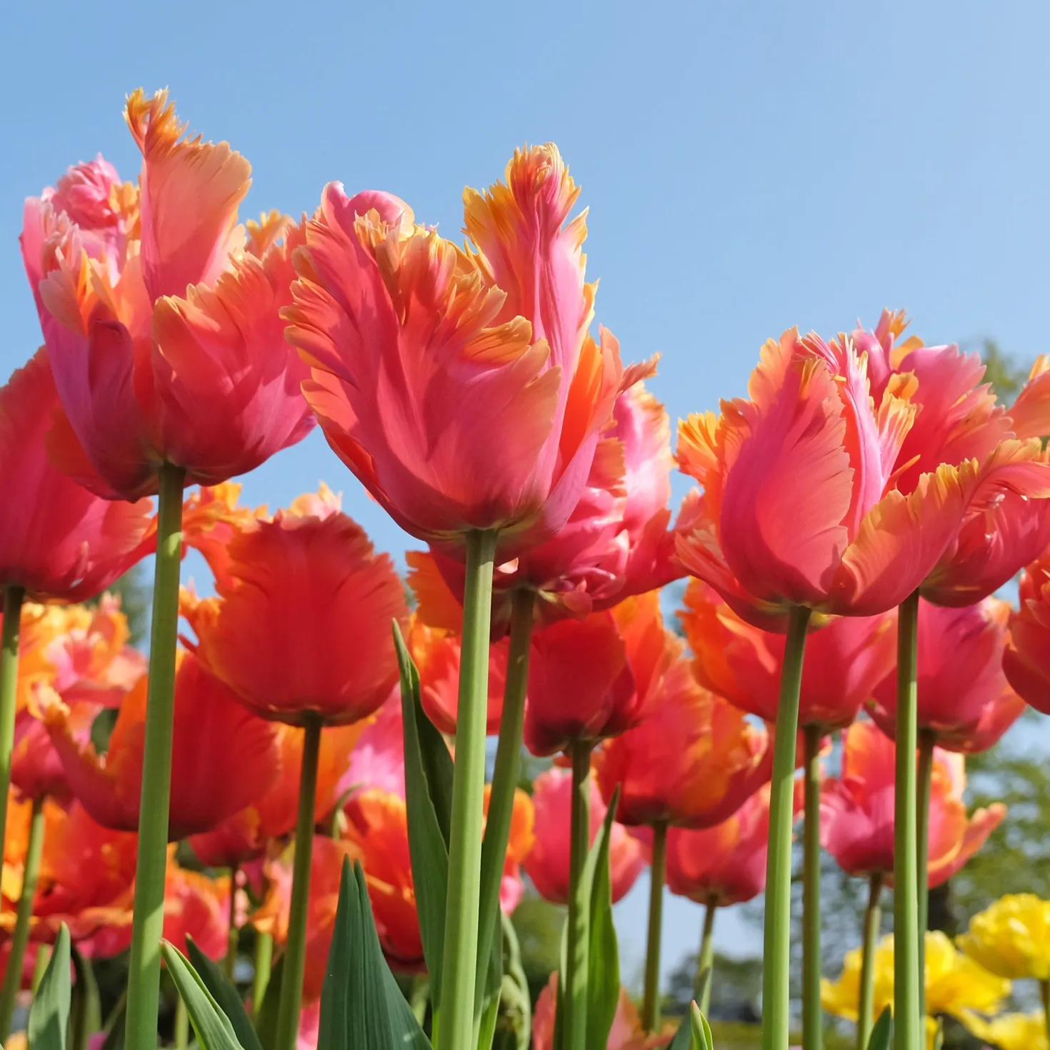 7 Papageientulpen Amazing Parrot - Exotische Blüten im Garten