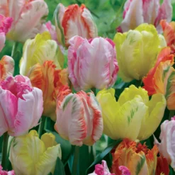 Papageien-Tulpen Pastellmix (x18) - Gekräuselte Blüten in Pastell