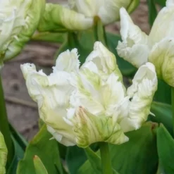 Papageien-Tulpen White Parrot (x7) - Weiße Blüten wie Federn