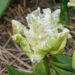 Papageien-Tulpen White Parrot (x7) - Weiße Blüten wie Federn