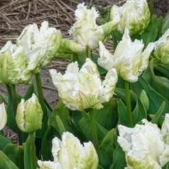Papageien-Tulpen White Parrot (x7) - Weiße Blüten wie Federn