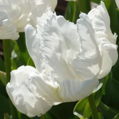 Papageien-Tulpen White Parrot (x7) - Weiße Blüten wie Federn