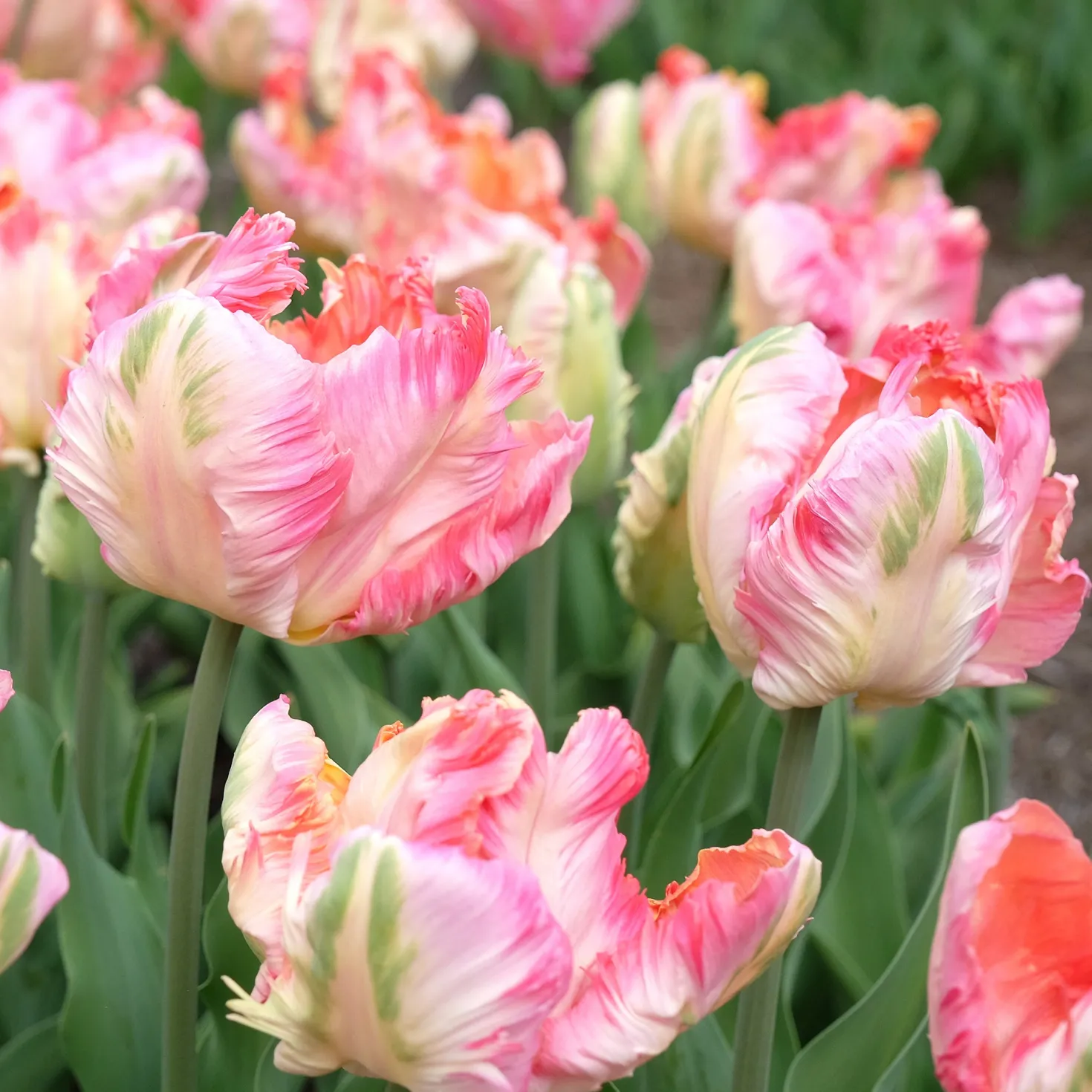 Papageien-Tulpe Pink Vision - Wow-Effekt im Beet