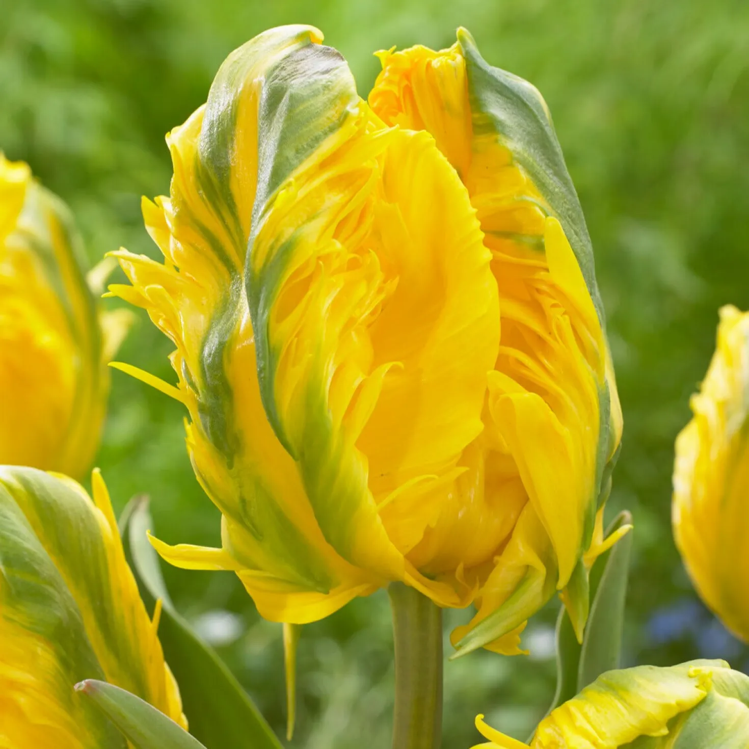 Papagei-Tulpe 'Jan van Nes' (x5) - Sonnengelb mit Federrand