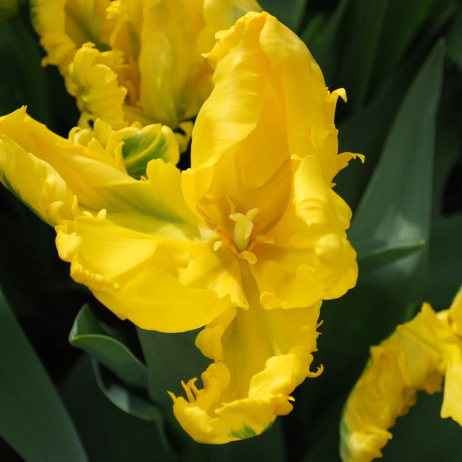 Papagei-Tulpe 'Jan van Nes' (x5) - Sonnengelb mit Federrand