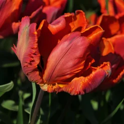 Papagei-Tulpen ‘Blumex’ (x6) - Exotik im Frühlingsbeet