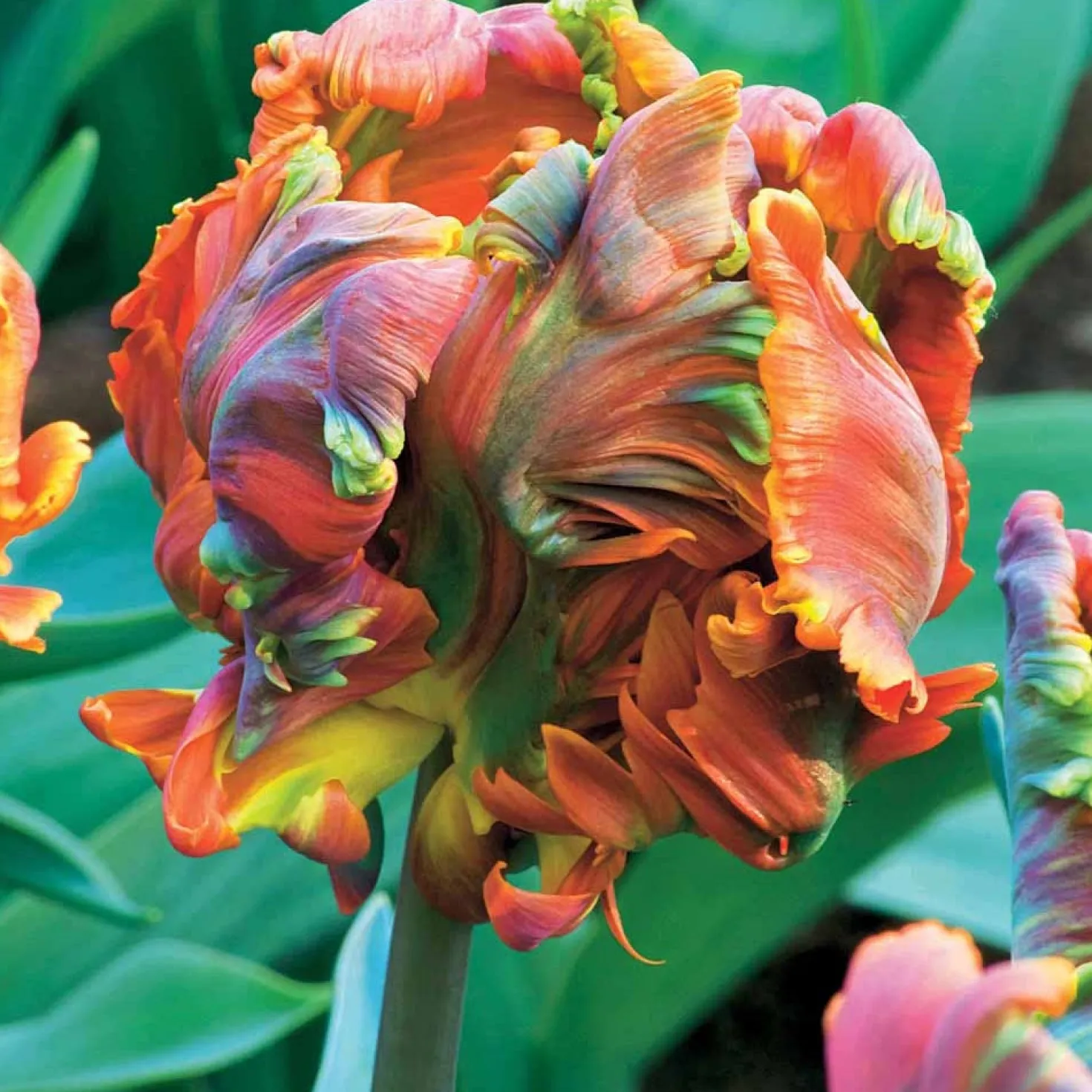 Papagei-Tulpen ‘Blumex’ (x6) - Exotik im Frühlingsbeet