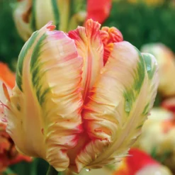 Papagei-Tulpen Kollektion (x24) - Exotische Blüten im Frühling