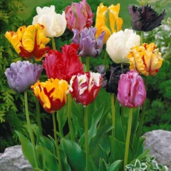 Papagei-Tulpen Mischung (x15) - Frühling in voller Farbe