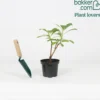 Papierbusch ‘Grandiflora’ - Duftblüten mitten im Winter