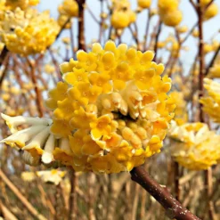 Papierbusch ‘Grandiflora’ - Duftblüten mitten im Winter