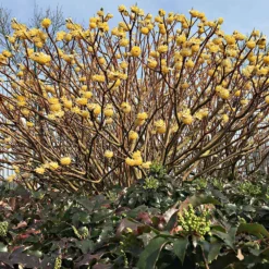 Papierbusch ‘Grandiflora’ - Duftblüten mitten im Winter