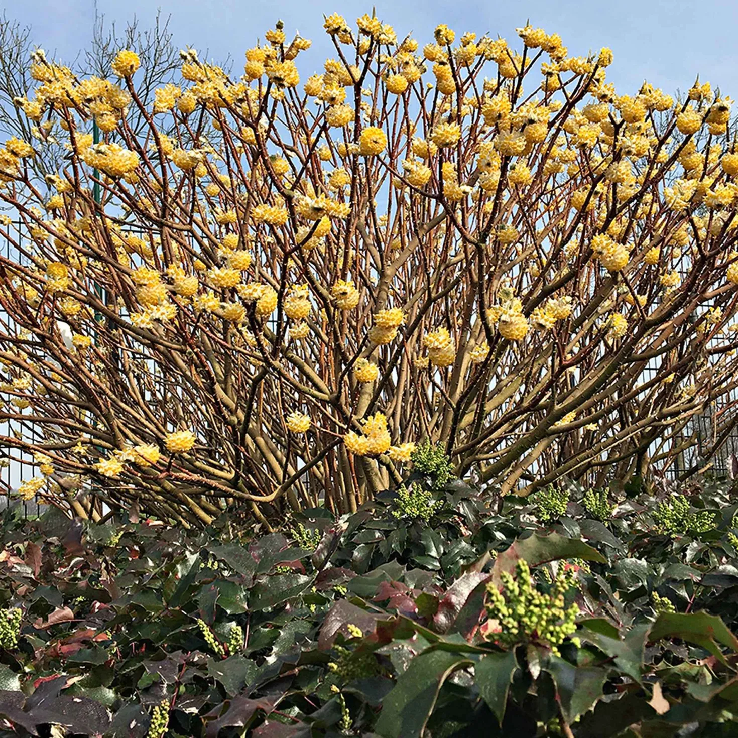Papierbusch ‘Grandiflora’ - Duftblüten mitten im Winter