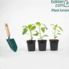 Paprika ‘Bellania’ Pflanzen (x3) - Süße Paprika direkt ernten